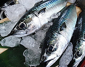 安乗沖の釣りサバ